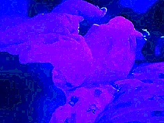 Sexy BBW Loves Intense Romance
