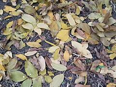 Wow, Our Autumn Romantic Sex in a Hut Feels So Wild!