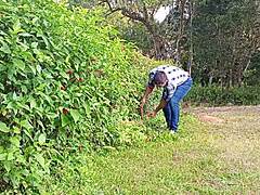 Well-endowed gardener pounds big cock until cum on farm