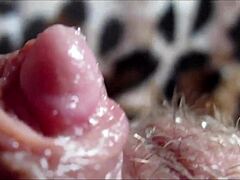 Big Clit Pulsates in Closeup During Intense Orgasm Moment