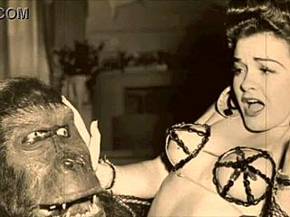 Dark Lantern unveils vintage petmania in alluring detail