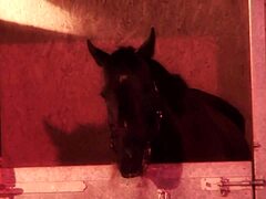 Jodie James Gags On Stiff Cock Then Rides Doggystyle In Barn!