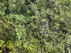 Clitlicker662's update 40 features outdoor flashing orgasm img 1437